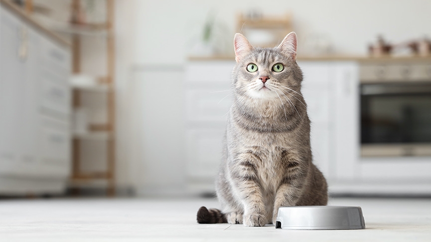 Orijen貓糧狗糧好唔好-渴望貓狗糧評價-成分配方-優缺點全面分析